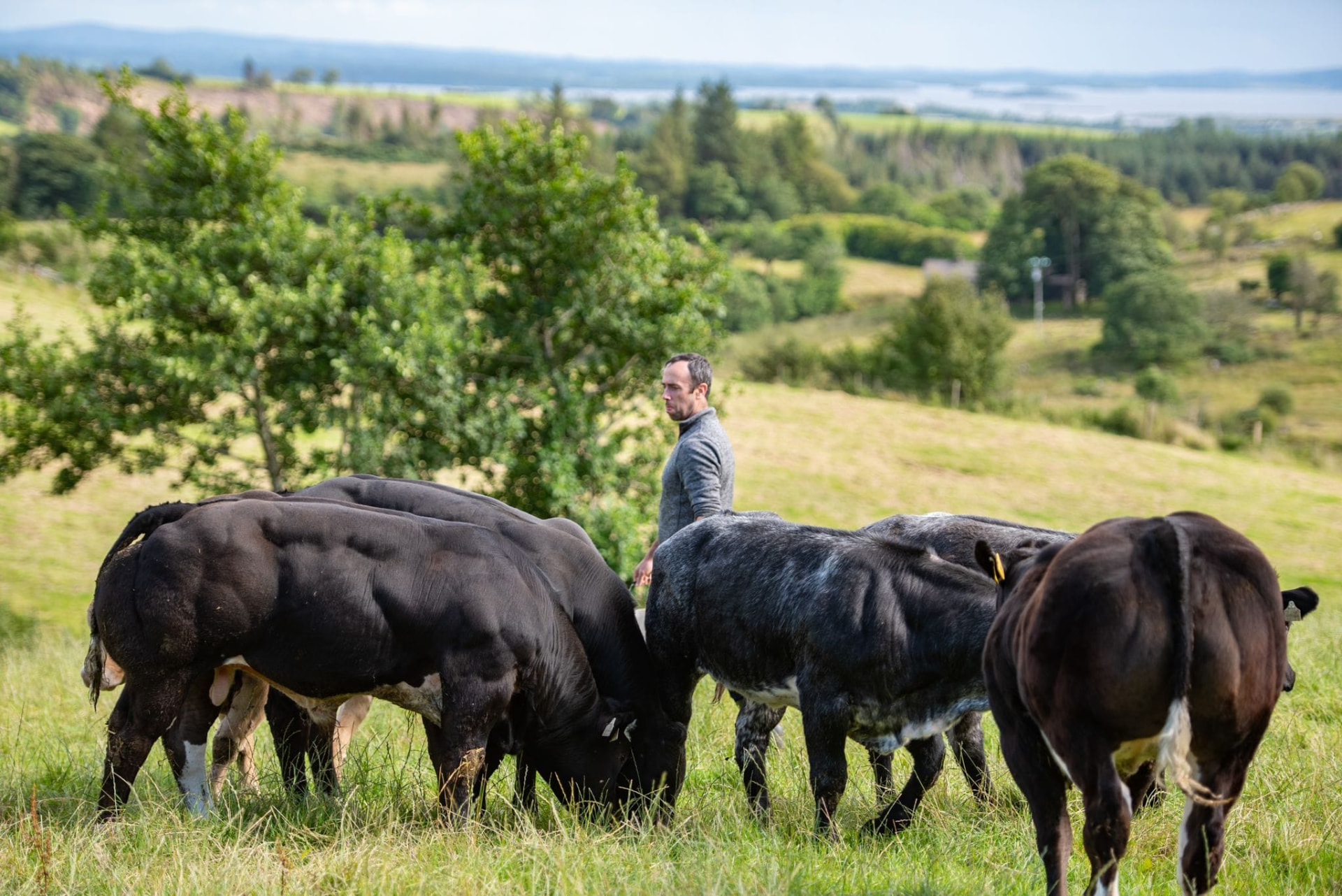 Show calves grazing in a Donegal field at Corlea Livestock