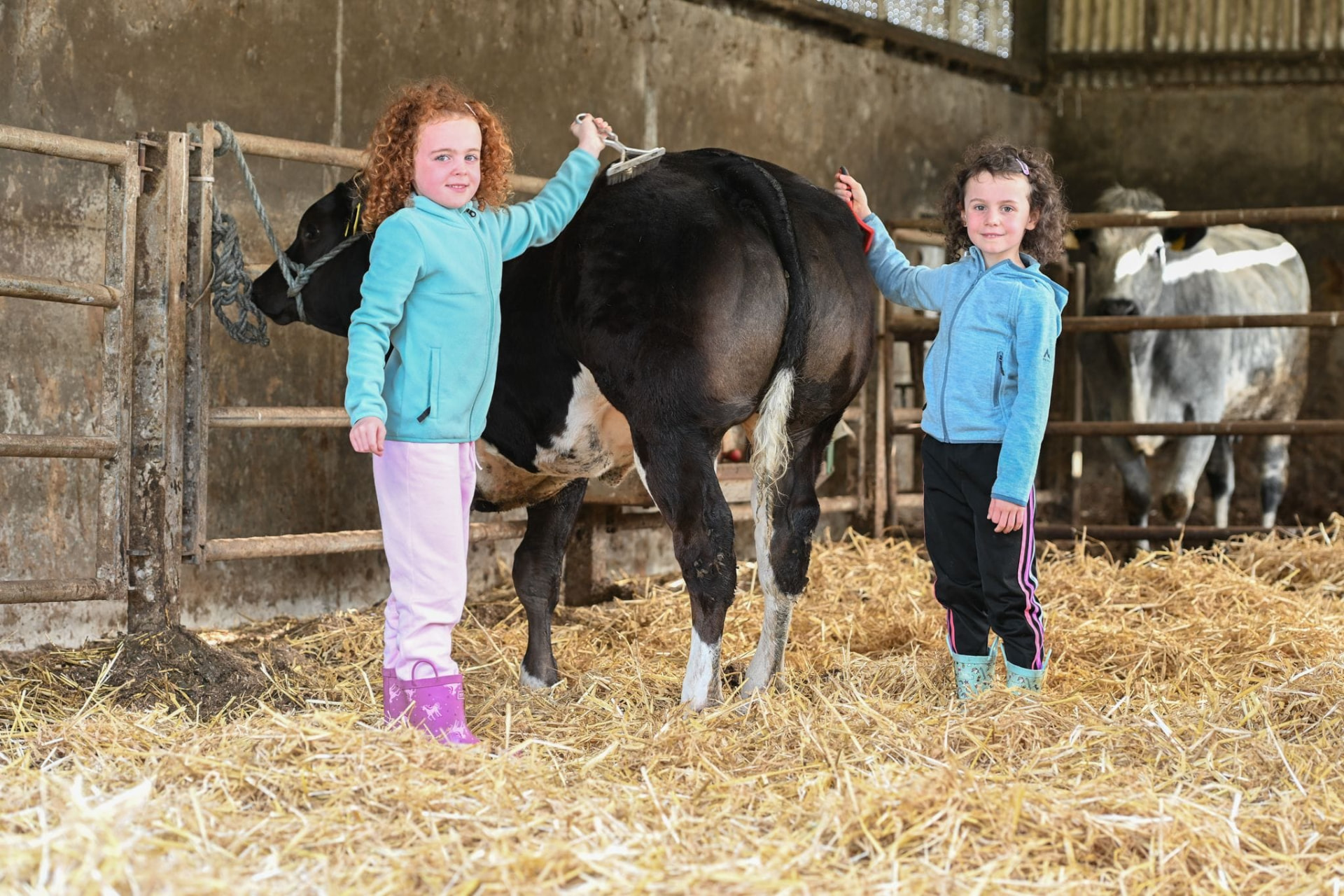 Young handler halter-training a show calf at a Corlea Livestock training weekend